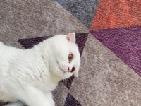 Beyaz Scottish Fold 3 Aylık