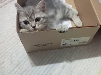 Minik bir british shorthair güzellik yuva arıyor