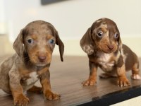 Göz Kamaştıran Dapple Dachshund (Sosis Köpek)