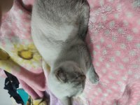 British shorthair mavi gözlü çok uslu 10 aylık erkek