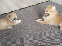 50 günlük pomeranian