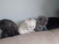 British shorthair yavrularımız