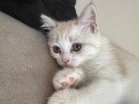British shorthair 2 aylık dişi