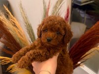 Kendi köpüşümün gerçek kore ve toy poodle bebekler