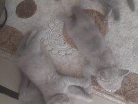 19 temmuz doğumlu british shorthair