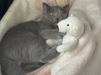 BRİTİSH KEDİME DİŞİ GELİN ARIYORUM