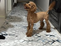 A kalite toy poodle