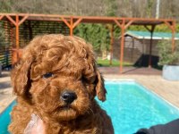 Tea Cup  ORJİNAL Toy Poodle Yavrulari