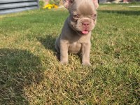 FLUFFY BİG ROPE EGZOTİK FRENCH BULLDOG YAVRULAR