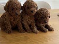 Safkan sevimli toy poodle yavrular