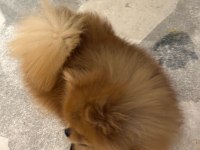 Pomeranian Boo Dişi Üst Düzey Erkek