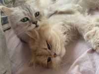 Safkan babadan british longhair erkek