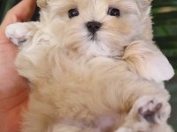 Kore Kan Teacup Poodle Yeni Sahibini Bekliyor
