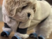 3 aylık shih tzu