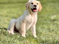 Baby Face Golden Retriever Bebeklerimiz