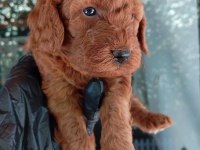 IRK VE SAĞLIK GARANTİ RED BROWN POODLE YAVRULARIM