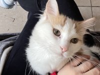 Oyuncu kedimiz Lola ailesini arıyor