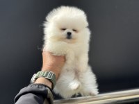 Ankaranın en seçkin pomeranian yavruları