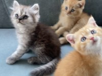 British Shorthair 50 Günlük Bebelerim