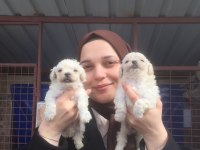 Maltese bebekler