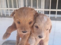 F2 maltipoo yavrularımız rezerveye açılmıştır