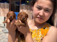 Kore red dark Poodle yavrularımız