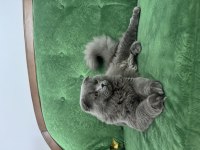 Scottish Fold Longhair