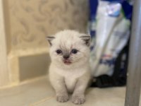A KALİTE BRİTİSH SHORTHAİR BEBEKLER