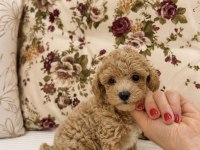 MİCRO BOY MALTİPOO KIVIR KIVIR ÜST DÜZEY