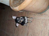 Şivava terrier yavrusu