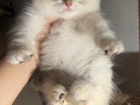 British Longhair Golden Point Erkek Ny1233