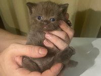 1.5 ay kedimiz kuru mama başladık