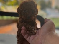 Toy Poodle Kore Teacup hepsi mevcuttur