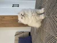 Beyaz British Longhair