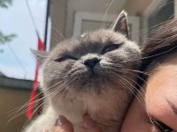 Ücretsiz sahiplendirme british shorthair kedimiz