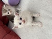 1 aylık yavru british shorthair