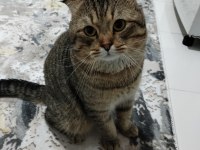 Scottish fold kedimizi sahiplendirmek istiyoruz