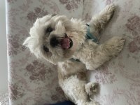 Ona iyi bakacak biri shih tzu