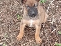 Orijinal malinois köpeği