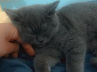 Akıllı ve uygun british shorthair