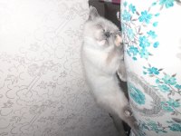 Blue point british shorthair