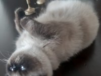 9 aylık erkek exotic shorthair