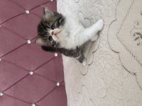 Kendi Kedimizin Yavrusu