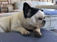 Ücretsiz sahiplendirme French Bulldog