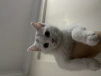 Beyaz british shorthair