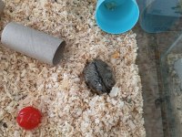 Gonzales Hamsterlar