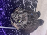 UYGUN 3,5 AYLIK MALTİPOO