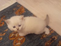A kalite yavruların anneleri şecereli kediler rezerveye açık