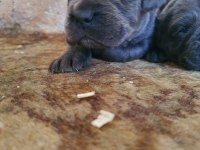 Blue Cane Corso Yavrularımız