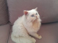 Beyaz Prens İran Kedisi